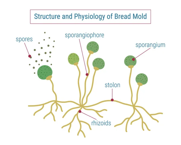 Küf Anatomisi, vektör illüstrasyonu 