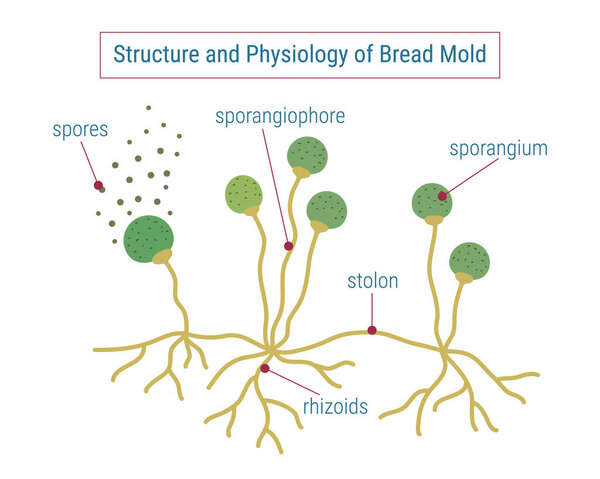 Anatomy of Mold,  vector illustration 