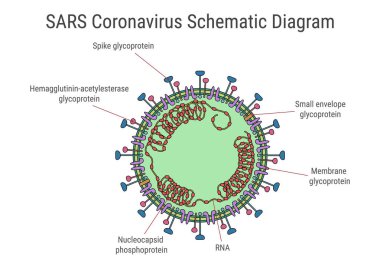 SARS Coronavirus Şematik Diyagramı. vektör illüstrasyonu