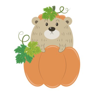 Balkabağı 'ndaki sevimli çizgi film ayısı