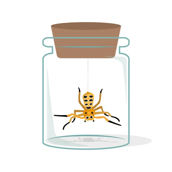 Διανυσματική Απεικόνιση Της Περίεργης Αράχνης Γυάλινη Φιάλη — Διανυσματικό Αρχείο