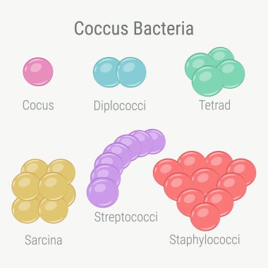 Coccus bakteri simgesinin vektör çizimi