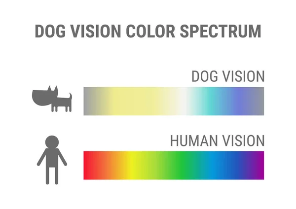 Векторная Иллюстрация Dog Vision Color Spectrum — стоковый вектор