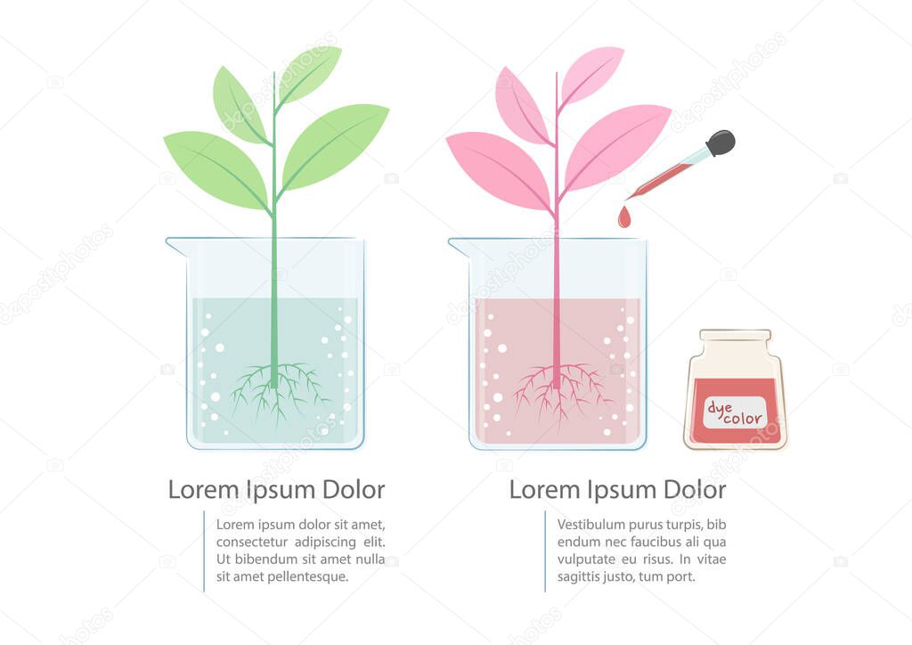 Plants absorb water experiment vector illustration. Basic science experiment for kid. Plants change colors experiment. Science infographic diagram illustration. Preschool education.