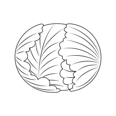 Beyaz arka planda izole edilmiş lahana sebze çizimi çizimi. Tatlı lahana sebze vektör çizgi film boyama sayfası.