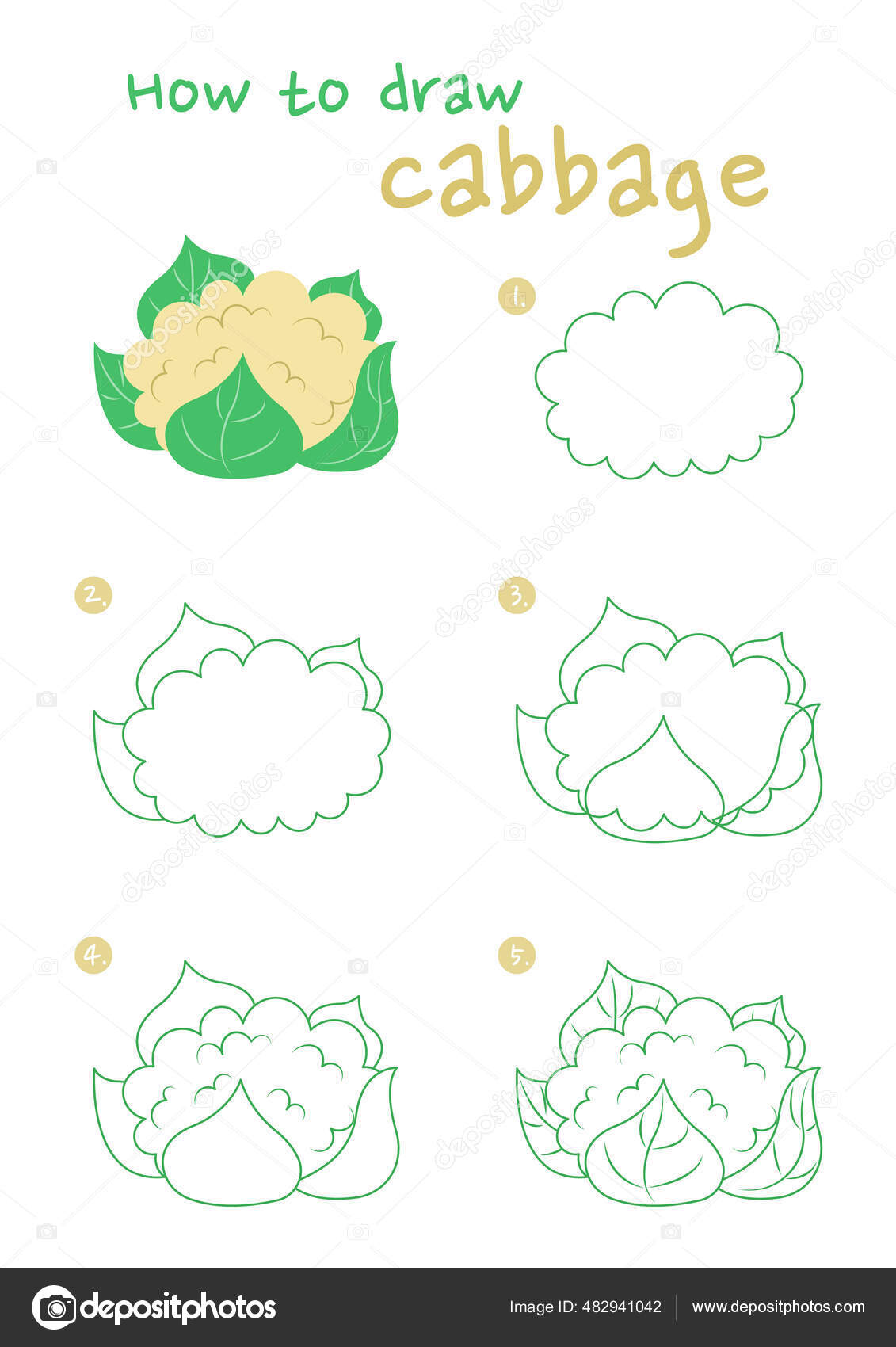 How Draw Cabbage Vector Illustration Draw Cabbage Step Step Cabbage