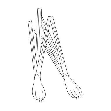 Taze soğan vektör karikatürü beyaz arkaplanda izole edildi. Tatlı sebze çizgi film boyama sayfası.