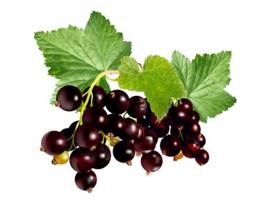 Beyaz arkaplanda yeşil yapraklı kuşüzümü sürüsü