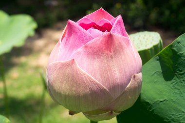 Pembe nilüfer çiçeği Tayland 'ın Nai Harn Sahili' nin yol kenarındaki bir tencereye ekildi..