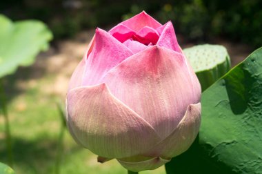 Pembe nilüfer çiçeği Tayland 'ın Nai Harn Sahili' nin yol kenarındaki bir tencereye ekildi..
