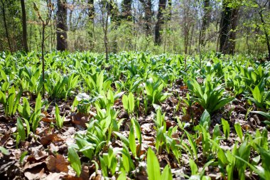 Vahşi sarımsak, yabani inek pırasası, Ramsons, Buckram, geniş yapraklı sarımsak, ahşap sarımsak, ayı pırasası ya da ayı sarımsağı olarak bilinen Allium ursinum. Soğan ve sarımsağın vahşi bir akrabası..