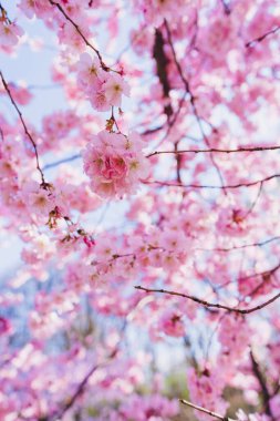 Baharda Sakura çiçeği açar. 
