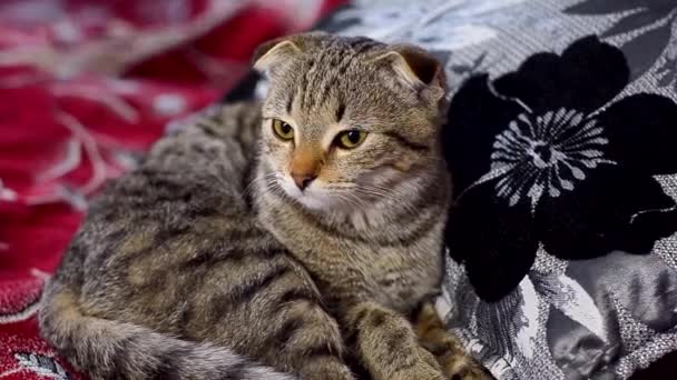 Piega scozzese gatto grigio a strisce — Video Stock