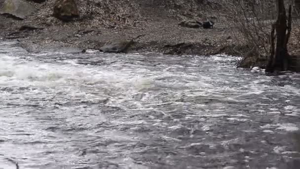 Débits d'eau au bord de la rivière — Video