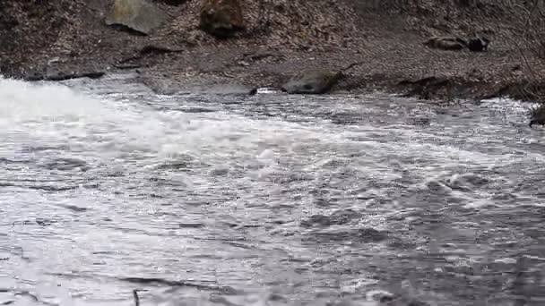 水が流れる川の土手で — ストック動画