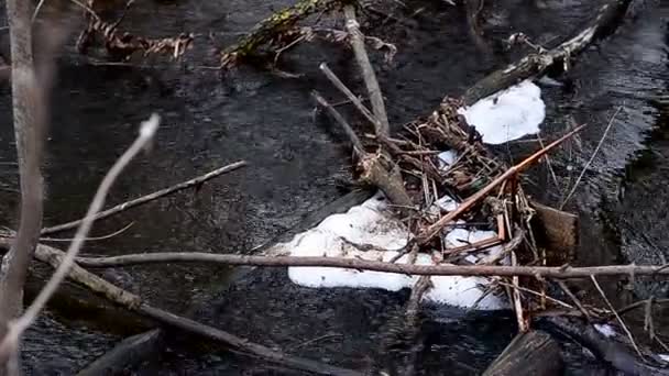 Water of the river murmurs around branches — Stock Video