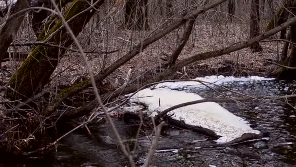 El agua en la madera murmura alrededor de las ramas — Vídeos de Stock