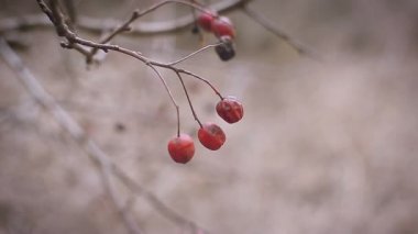 alıç dal parlak kırmızı meyveler