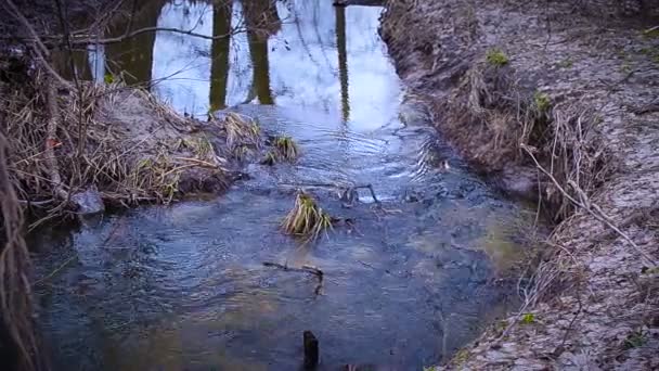 A patak folyik a fák között — Stock videók