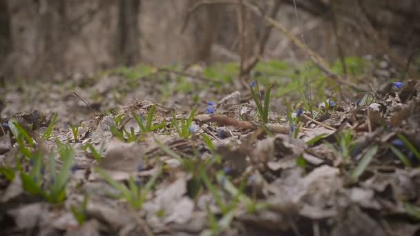 Blue spring snowdrop flowers on a glade — Stock Video