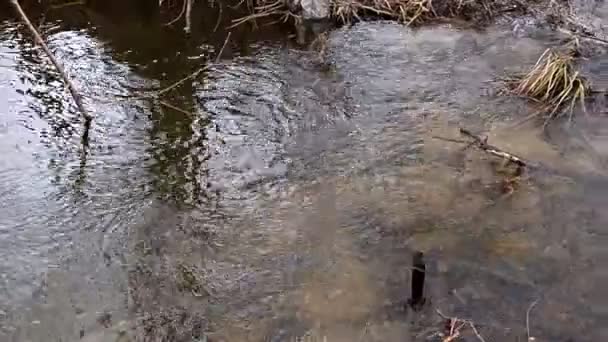 Courant d'eau transparente dans le bois 