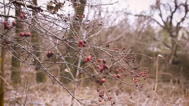 Ljusa röda bär på en hagtorn gren — Stockvideo