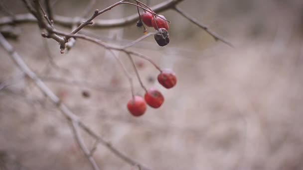 Bright red berries on a hawthorn branch — Stock Video