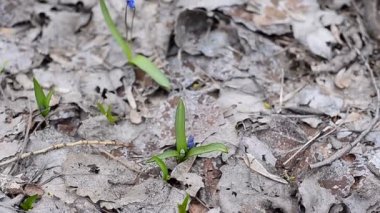 Mavi bahar kardelen çiçekleri bir glade üzerinde
