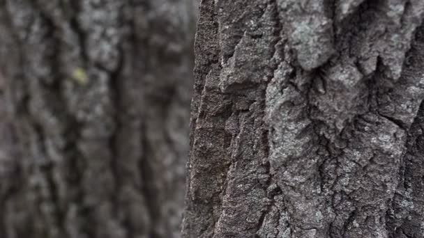 Corteza marrón en un árbol y ramas . — Vídeo de stock