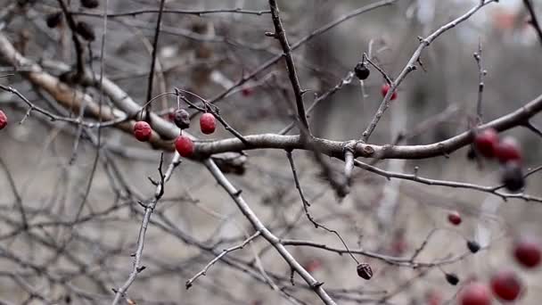 Bright red berries on a hawthorn branch — Stock Video