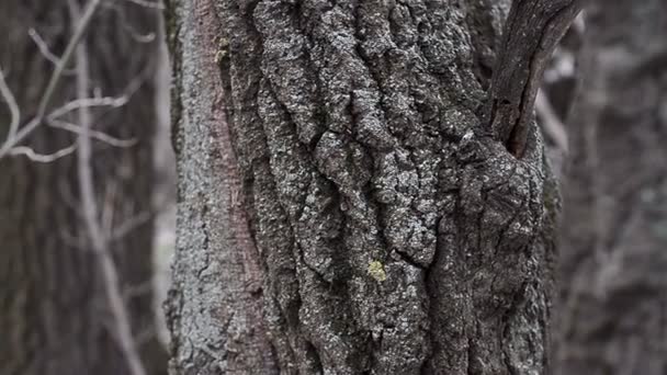 브라운 나무와 가지에 나무 껍질. — 비디오