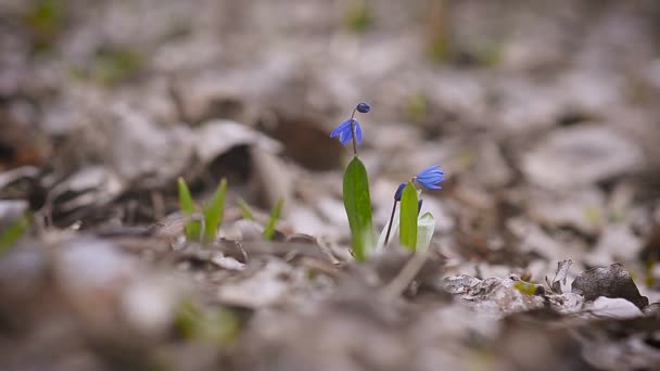 Blaue Schneeglöckchen Frühlingsblume aus nächster Nähe — Stockvideo