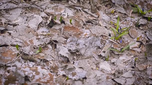 Голубые весенние подснежники на поляне — стоковое видео