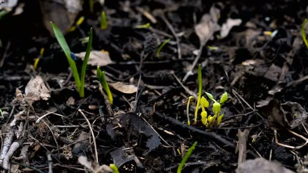 Blue spring snowdrop flowers on a glade — Stock Video