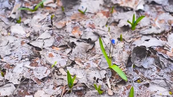 Blue spring snowdrop flowers on a glade — Stock Video