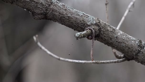 Rode regenworm op een boomtak — Stockvideo