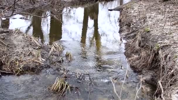 Corrente di acqua trasparente nel legno . — Video Stock