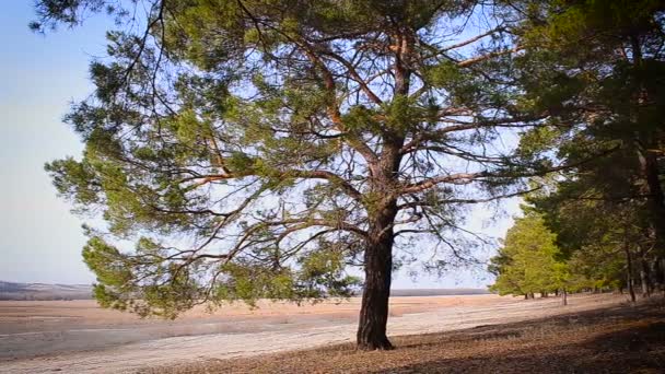 Bosque de coníferas Primavera — Vídeo de stock