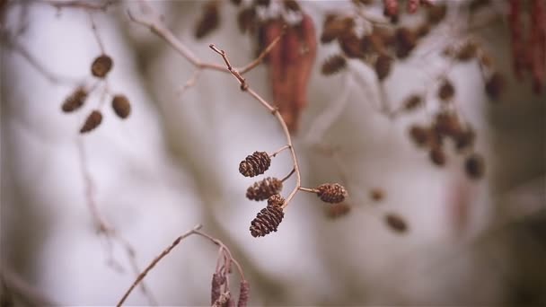 Spring alder with ear rings and cones — Stock Video