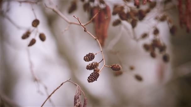 Amieiro de primavera com anéis de orelha e cones — Vídeo de Stock