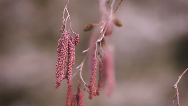 Lente elzen met oor ringen en kegels — Stockvideo