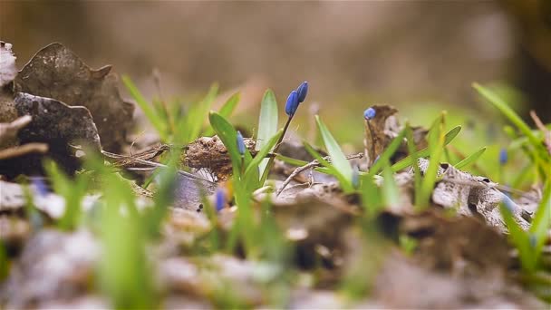 Blå snowdrop vårblommor på en glade — Stockvideo