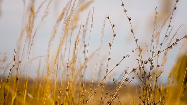 Yellow grass against the sky — Stock Video