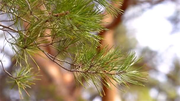 Una rama de agujas de pino verde balanceándose en el viento — Vídeo de stock