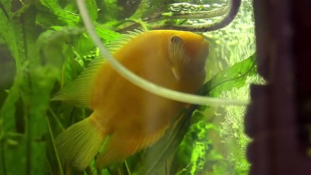 Africano tsihlazomy amarelo flutua em um aquário — Vídeo de Stock