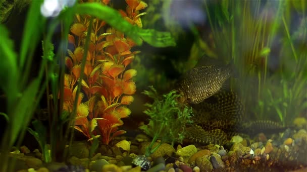 Fish a crucian in an aquarium — Stock Video