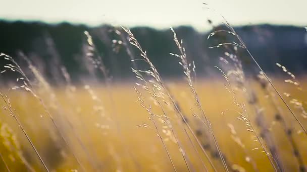 Коричневий суха трава гілочки — стокове відео