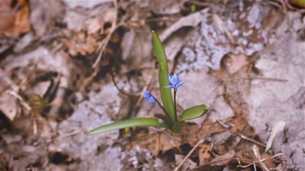 Blauer Frühling Schneeglöckchen Blumen auf einer Lichtung — Stockvideo