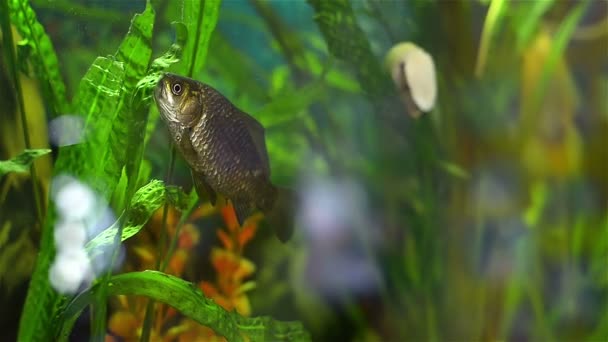 Eine Karausche im Aquarium fischen — Stockvideo