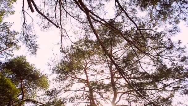 De takken van groene dennennaalden zwaaiend in de wind — Stockvideo